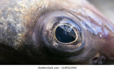 10,426 Dead fish eye Images, Stock Photos & Vectors | Shutterstock