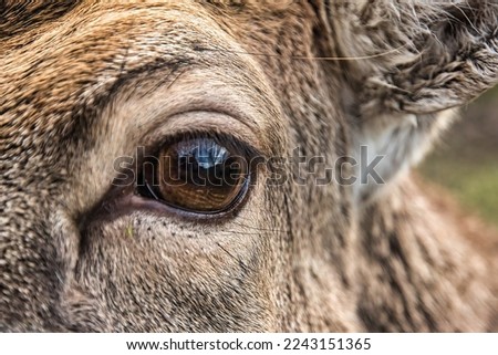 Eye of the deer in the forest
