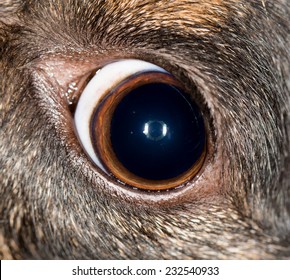 Eye Dog. Macro