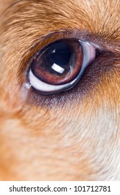 Eye Of A Dog , Macro Shot.