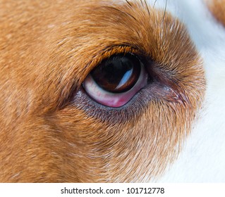 Eye Of A Dog , Macro Shot , Focus On A Center.