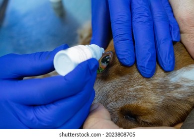 Eye Drops Drip Into The Puppy's Inflamed Eyes