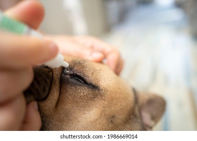 Eye Drops French Bulldog Prevent Infectious Diseases Cherry Eye Disease In The Eyes.