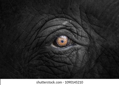 Eye of an elephant
