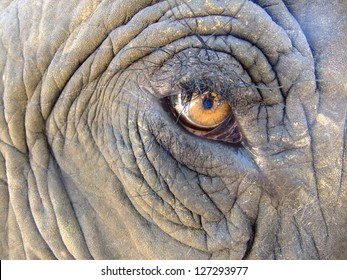 Eye of an elephant (Elephas maximus)