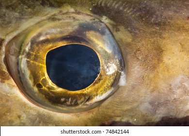 Eye Of Fish Close Up