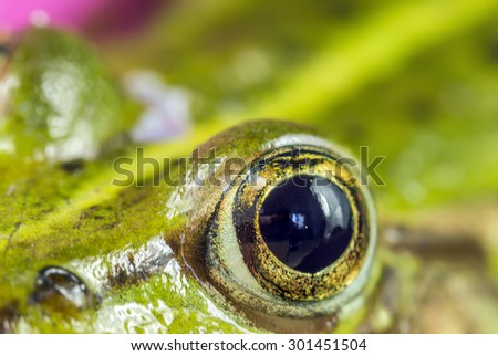 eye frog