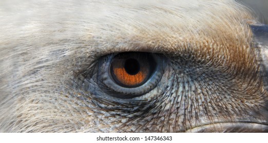 235 Angry griffon Images, Stock Photos & Vectors | Shutterstock