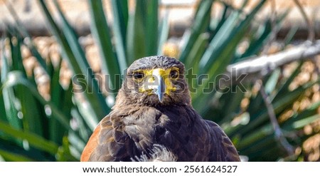 The eye of a hawk is a remarkable symbol of sharp vision and keen perception. Known for their extraordinary eyesight, hawks can spot prey from great distances with incredible precision.