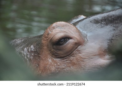 Eye of a Hippo peeking while swimming 