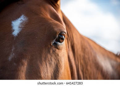 Eye Of The Horse Close Up Outdoors