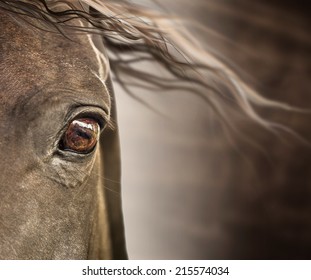 Eye of horse with mane on dark background  - Powered by Shutterstock