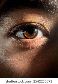The eye in the human. 