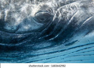 Eye Of Humpback Whale Very Close