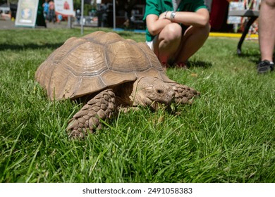 An eye level close up perspective of a African spurred tortoise on grass with the partial view of two people in the background on a sunny day
 - Powered by Shutterstock