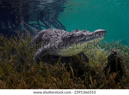 Eye level with a Cuban crocodile (Crocodylus rhombifer) near the surface. Mangrove roots behind, sea grasses on the seafloor and surface waves above.