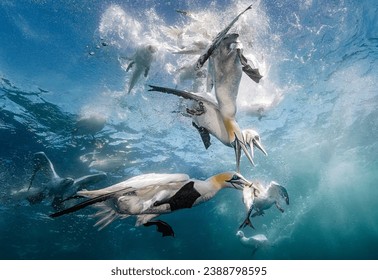 Eye level with diving Northern gannets (Morus bassanus) taking Mackerel (Scomber scombrus) underwater. Blue sea and multiple other diving gannets in the background.