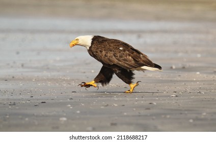 An eye level shot of an adult Bald Eagle (Haliaeetus leucocephalus) running or walking on a sandy beach with its talons out on Chesterman Beach in Tofino, BC, Canada.