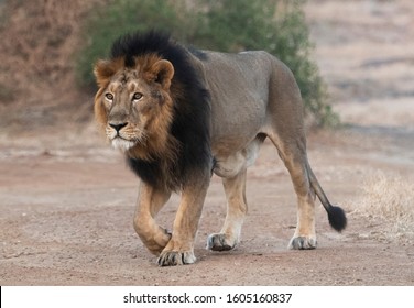 Eye Level Shot Of Large Handsome Male Asiatic Lion At Sasan Gir, Gujarat, India 