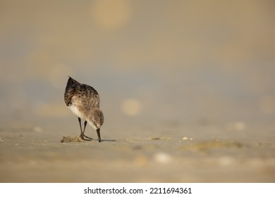 Eye level shot of Little Stint on the beach, Busaiteen Seafront, Bahrain - Shutterstock ID 2211694361