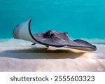 Eye level with a Southern Stingray (Hypanus americanus), shadow visible on the sandy seafloor and surface waves visible above. Bar jack fish just to the rear.