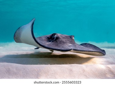 Eye level with a Southern Stingray (Hypanus americanus), shadow visible on the sandy seafloor and surface waves visible above. Bar jack fish just to the rear.