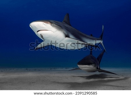 Eye level with two Caribbean Reef Sharks (Carcharhinus perezii) with their shadow on the sea floor. Ramora (suckerfish) in attendance.