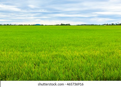 7,019 Rice padi field Images, Stock Photos & Vectors | Shutterstock