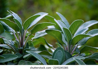 Eye Level View Of Healthy, Organic, Kitchen Sage Herb Plant Growing In Garden, Morning Light.