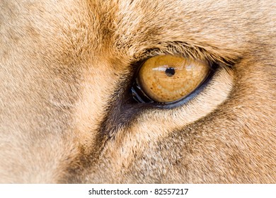 Eye Of A Male Lion, Panthera Leo.