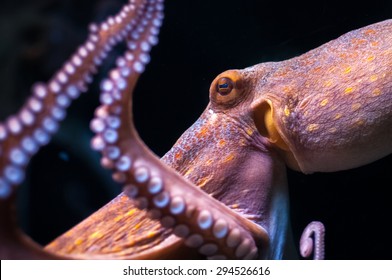 Eye Of An Octopus In Water