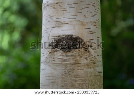 Similar – Image, Stock Photo Birch trunks forest