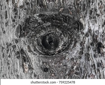 The eye on the tree