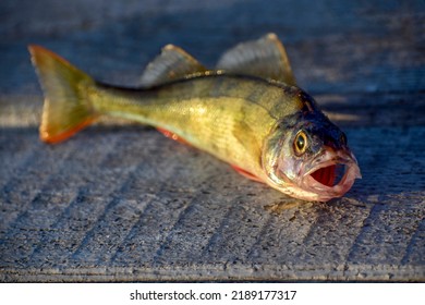 Eye And Open Mouth Of Perch Lying On Wooden Boards In Sunlight Close Up, Selective Focus, Front Side View