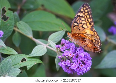 Eye and Profile of Orange Medium Sized Frittilary Butterfly on Purple Buddleja Butterfly Bush bloom