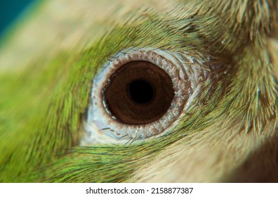 Eye Of The Quaker Parrot (Myiopsitta Monachus)