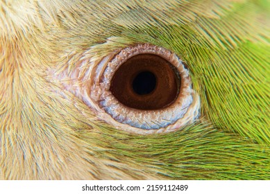 Eye Of The Quaker Parrot (Myiopsitta Monachus)