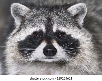 Eye to eye with raccoon.