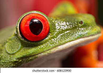 The Eye Of A Red Eyed Tree Frog One Of The Most Beautiful In The Animal Kingdom