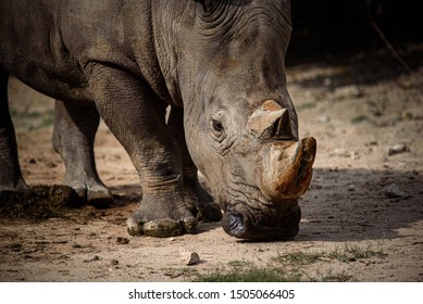 373 Sad rhino Images, Stock Photos & Vectors | Shutterstock