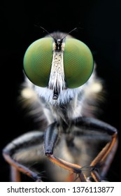 Eye Robberfly Mini