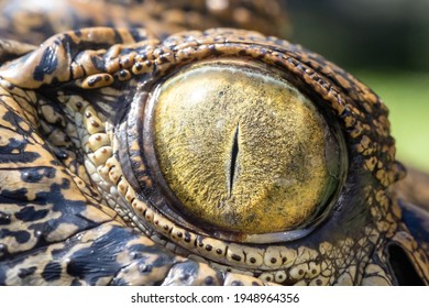 Eye Of A Salt Water Crocodile