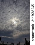 Eye of Sauron. A dead tree sticking upwards to the sun and reminds of the tower of Sauron from Lord of the Rings