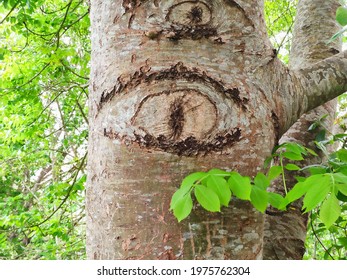 Eye shape in the bark of a tree, Nava, Asturias, Spain