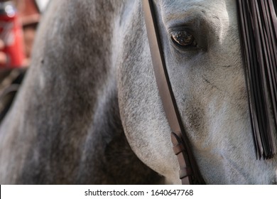 The eye of a spanish horse in Doma Vaquera