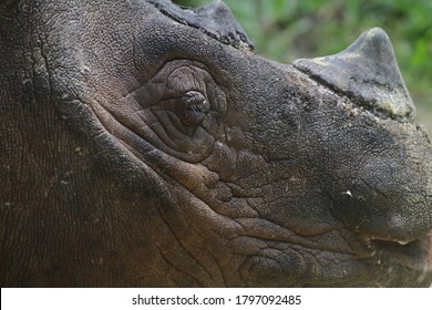 Eye Of The Sumatran Rhino