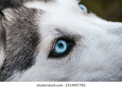 The eye is typically almond-shaped, with a sharp, well-defined outline. The iris is often a deep amber or golden hue, radiating a sense of wildness and alertness. Surrounding the eye, the wolf’s fur  - Powered by Shutterstock