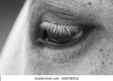 Eye Of White Horse Close-up