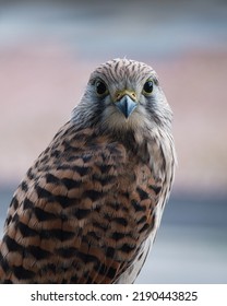 Eye To Eye With A Wild And Young Kestrel