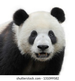 Eye Winking Panda Bear Isolated On White Background